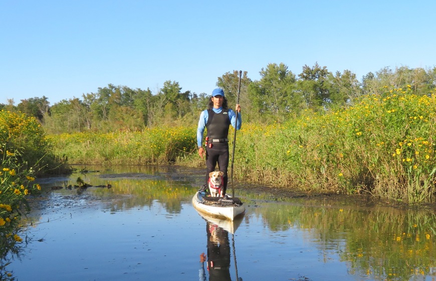 Daphne and me standing on SUP with marsh beggartick flowers around