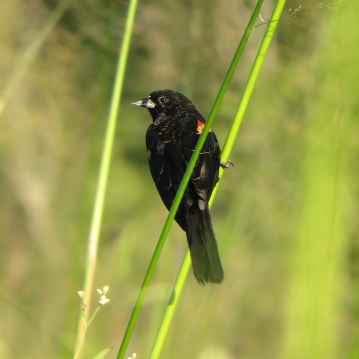Red-winged blackbird perched on grass