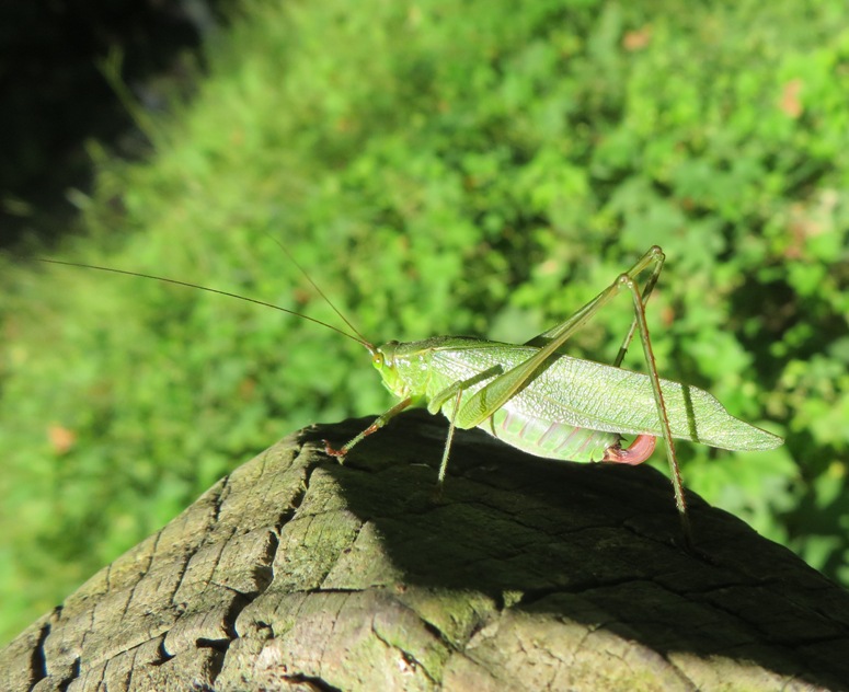 Katydid on log