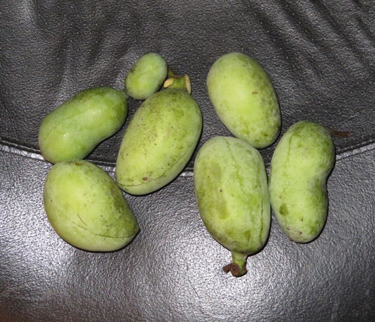 Seven paw paws