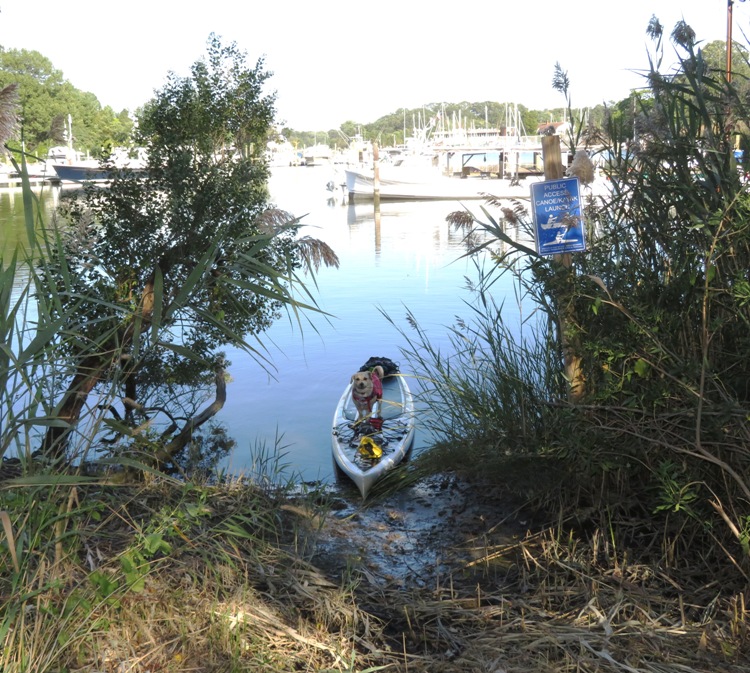 Daphne on SUP at Shady Side Park launch area