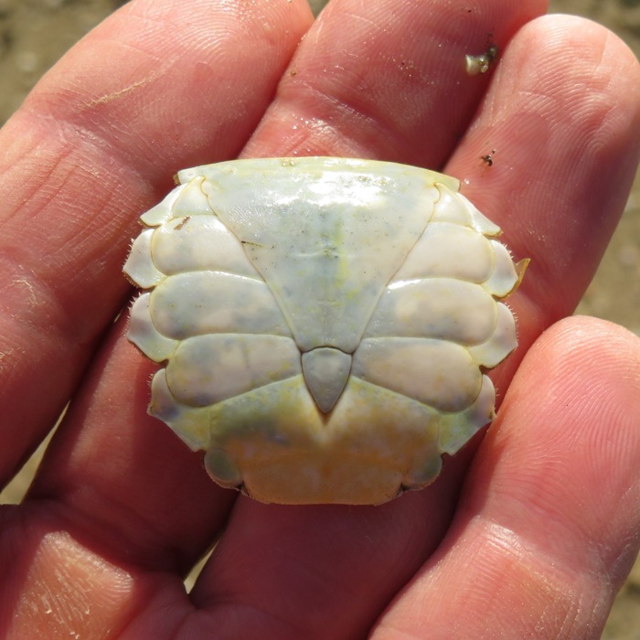 Apron of a female sook crab