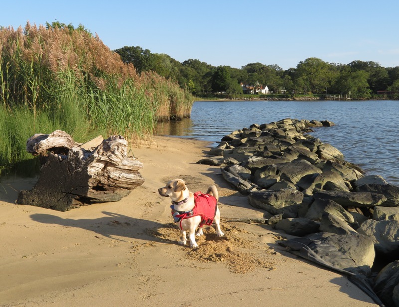 Daphne on beach at Idlewilde Restoration Project