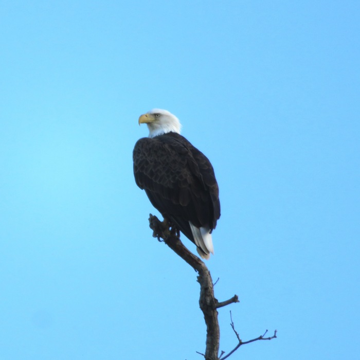 Bald eagle in tree