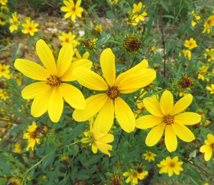 Close-up of three flowers