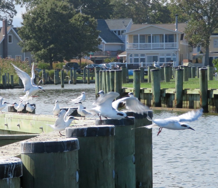 Forster's terns on piles