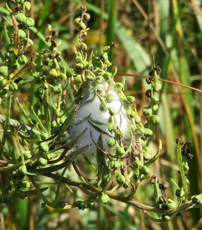 White, fuzzy thing attached to plant