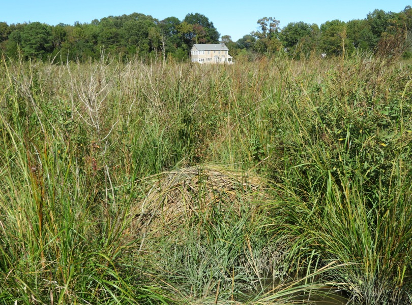 Muskrat mound with house in the distance