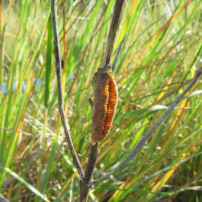 Carolina mantis egg sack after hatching
