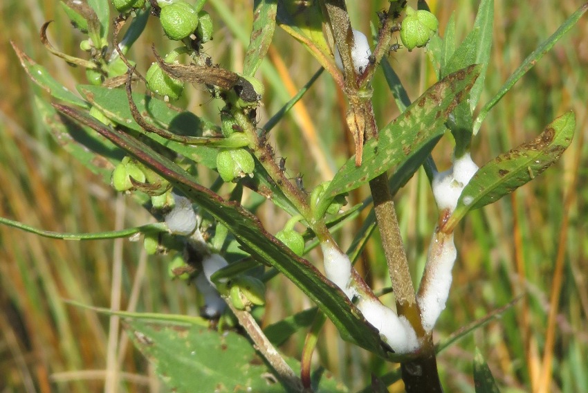 Spittlebug foam on foliage