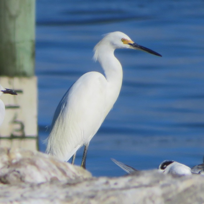 Close-up of snowy egret