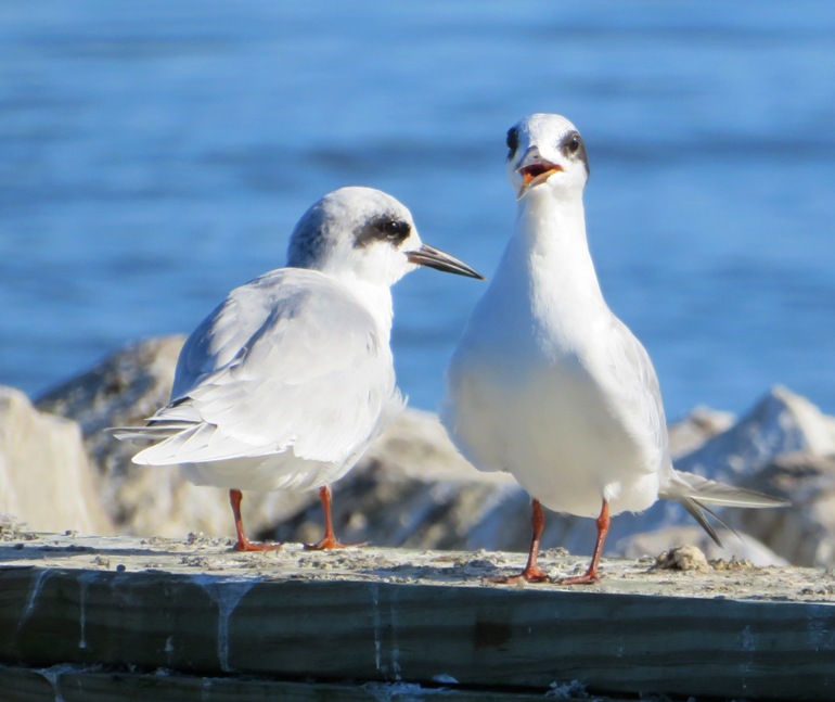 Close-up of two Forster's terns