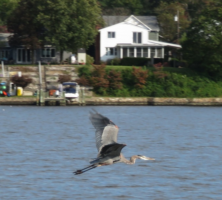 Great blue heron in flight