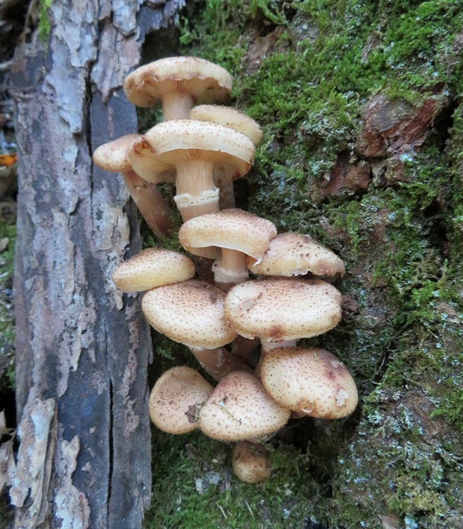 Whitish mushrooms growing on side of tree