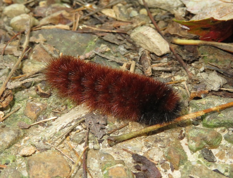 Mostly red woolly bear caterpillar