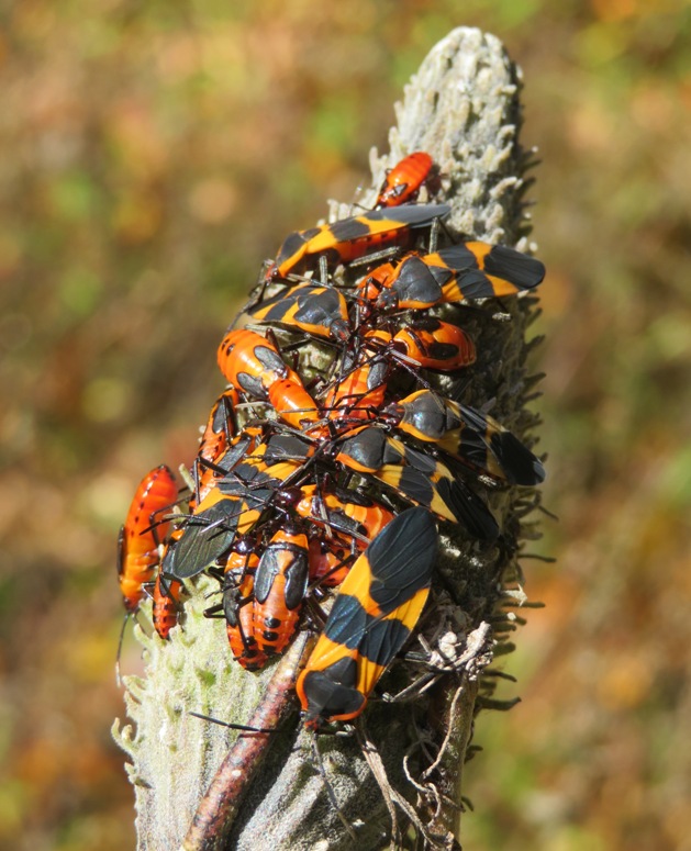 Milkweed bugs on milkweed