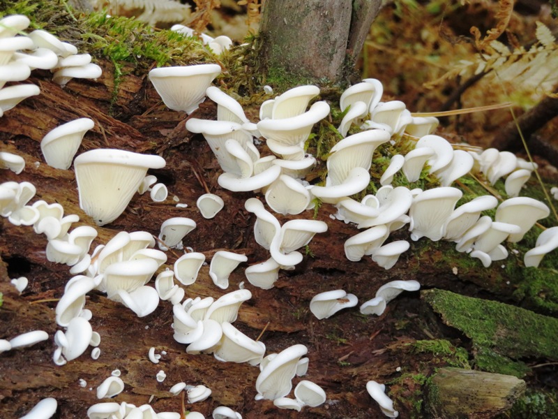White Angel's Wing mushrooms on log