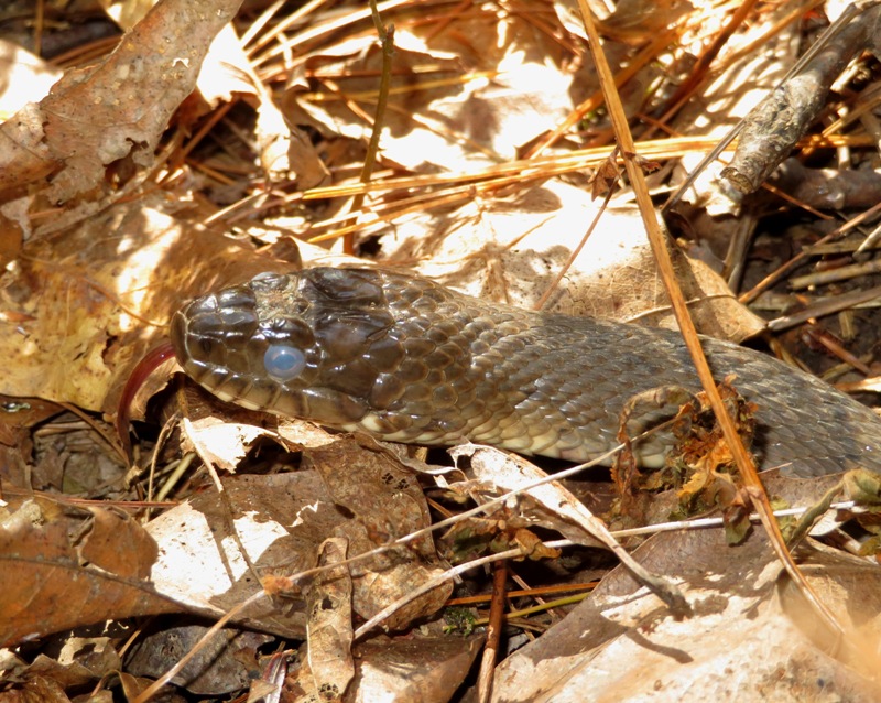 Close-up of the head of a northern water snake flicking its tongue