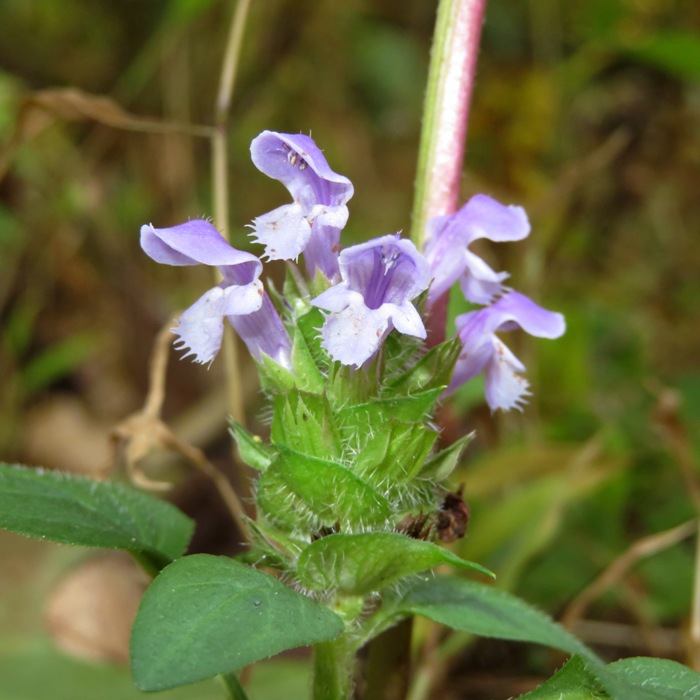 Small purple flowers