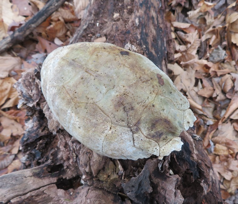 Sun-bleached old turtle shell