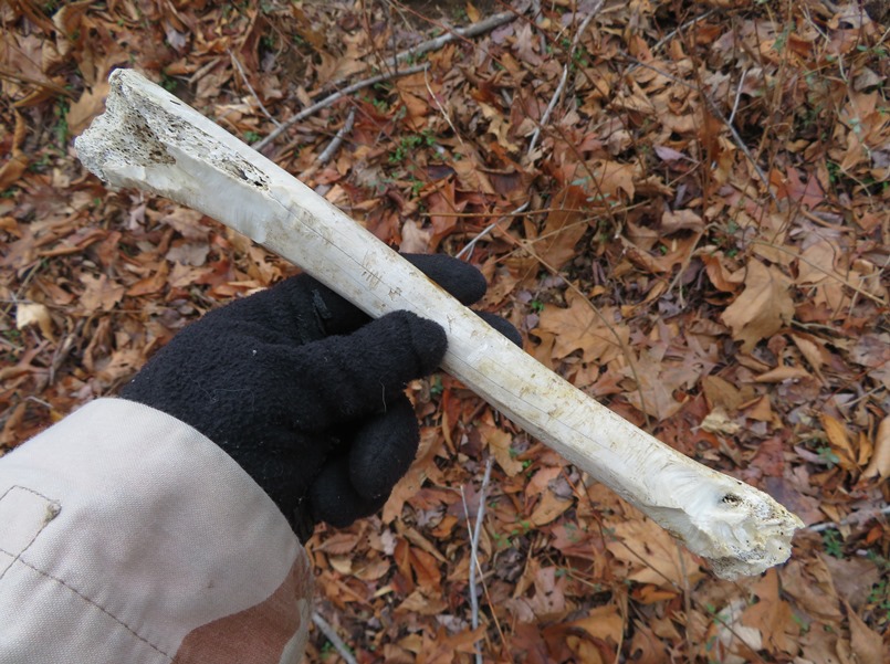 Old bone, possibly from a deer