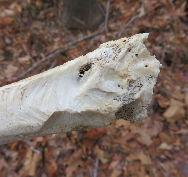 Gnaw marks on the bone