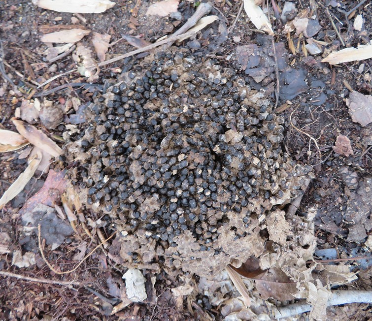 Possibly dead hive brood on the ground