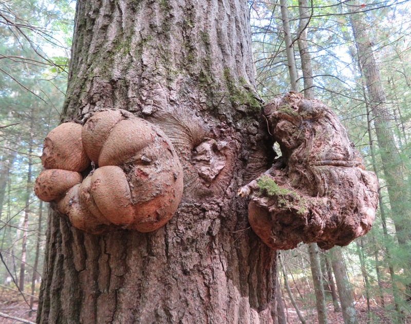 Growths on tree