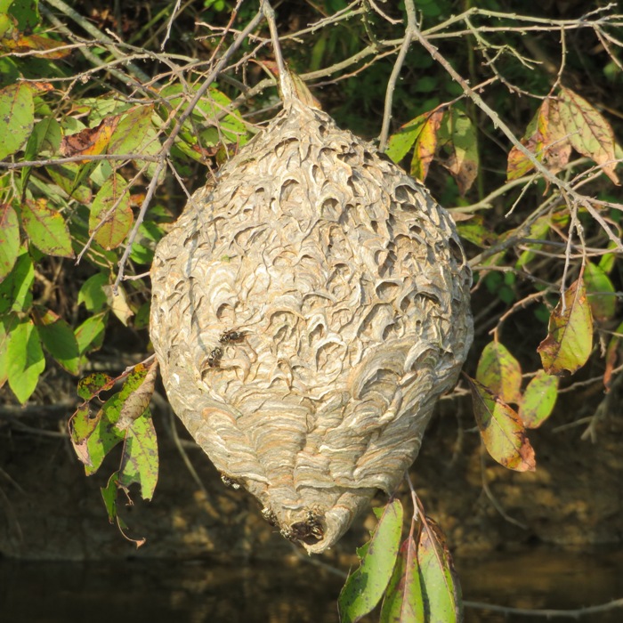 Wasp nest hanging from tree