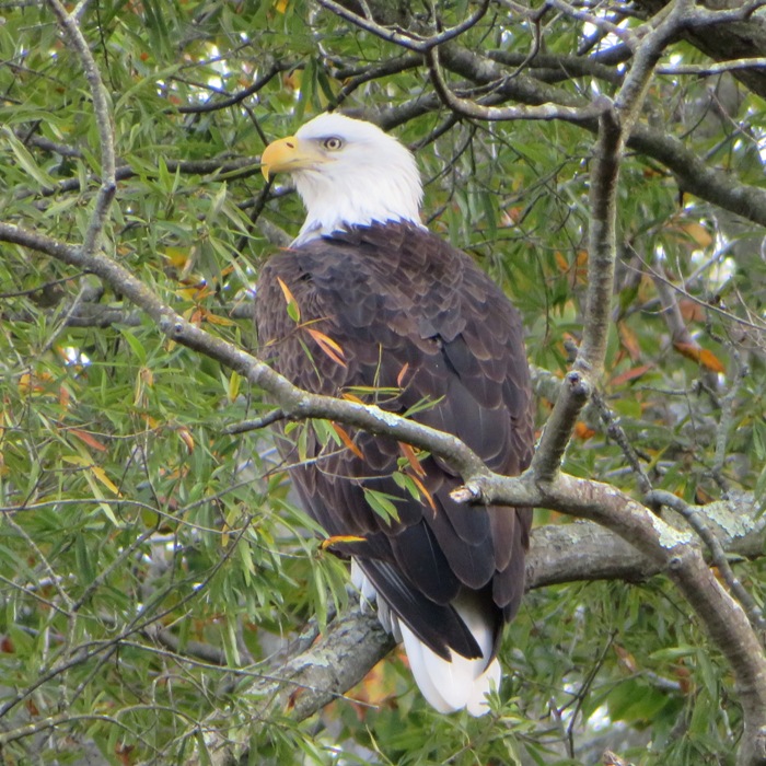 Bald eagle perched in tree