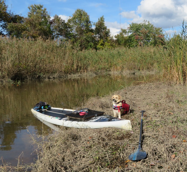 Daphne and SUP ashore near narrow part of waterway