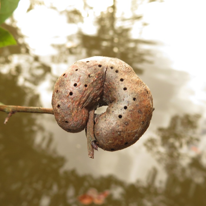 Peanut-like gall on tree
