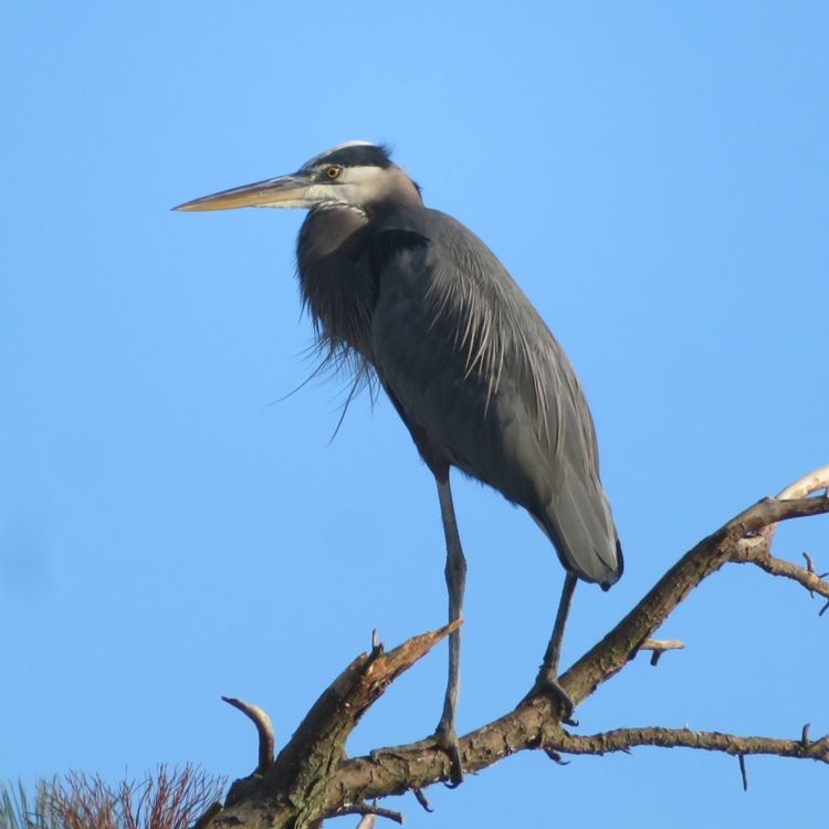 Great blue heron on tree