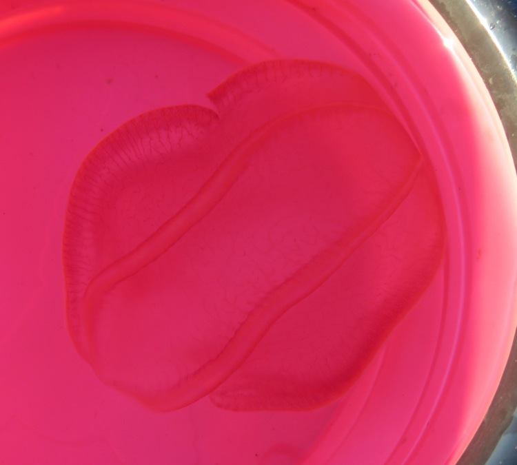 Comb jelly in Daphne's water bowl
