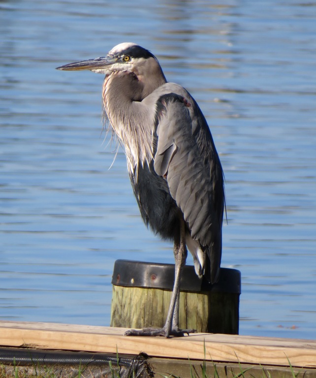 Great blue heron standing on pier