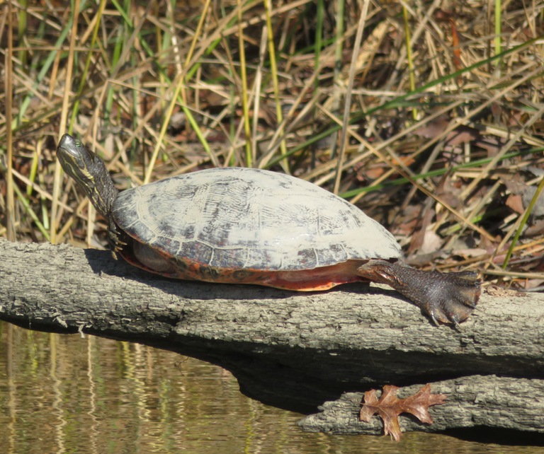 Turtle on log