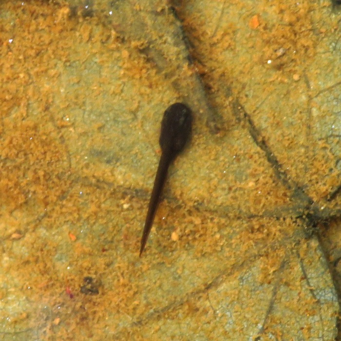 Polliwog