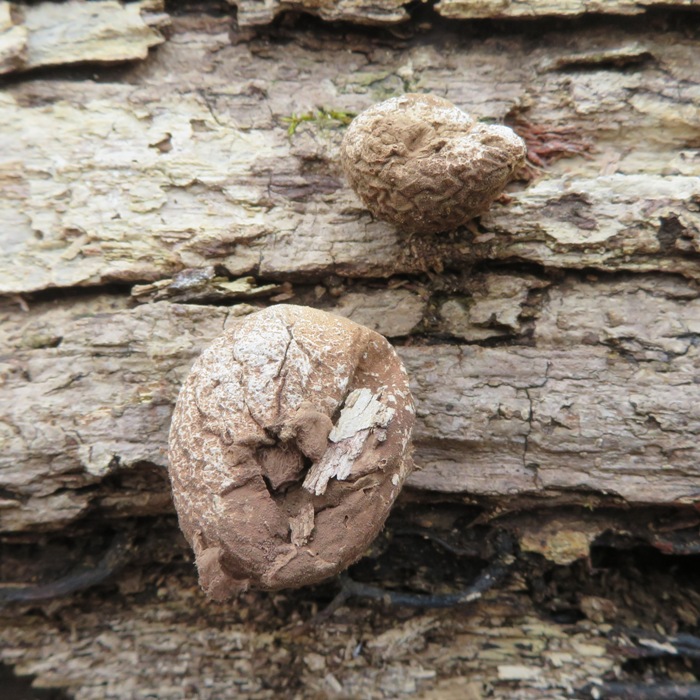 Puffball mushrooms (Lycoperdon pyriforme) that have seen better days