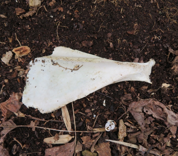 Deer scapula and snail