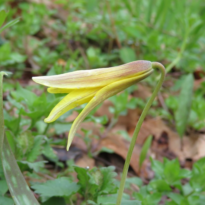 Trout lily