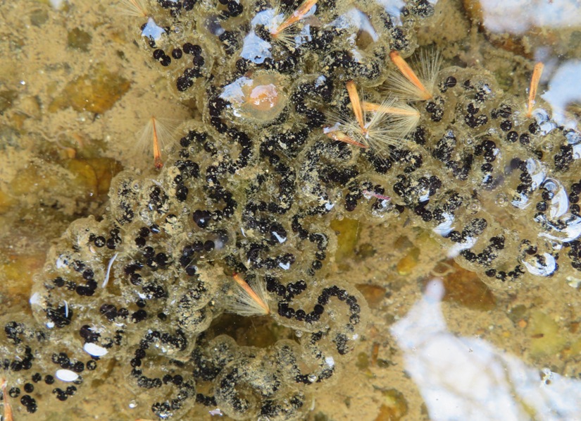 American toad eggs