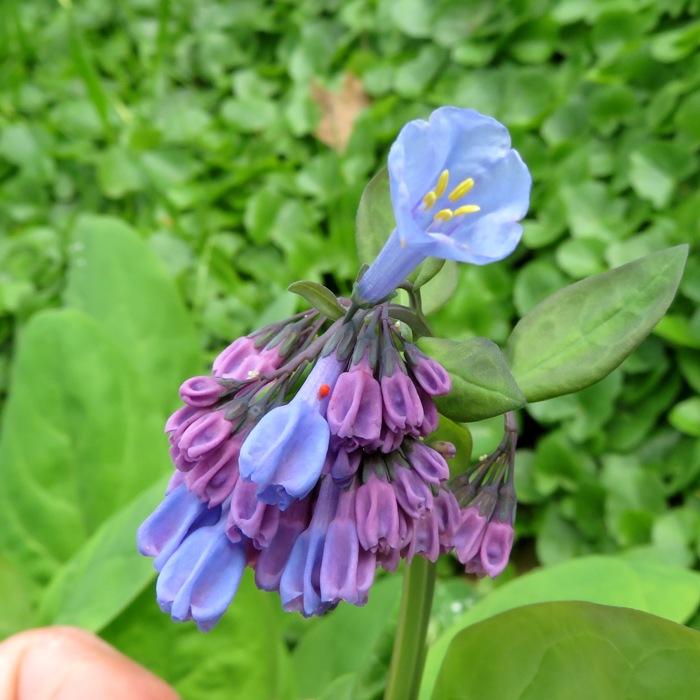 Virginia bluebells
