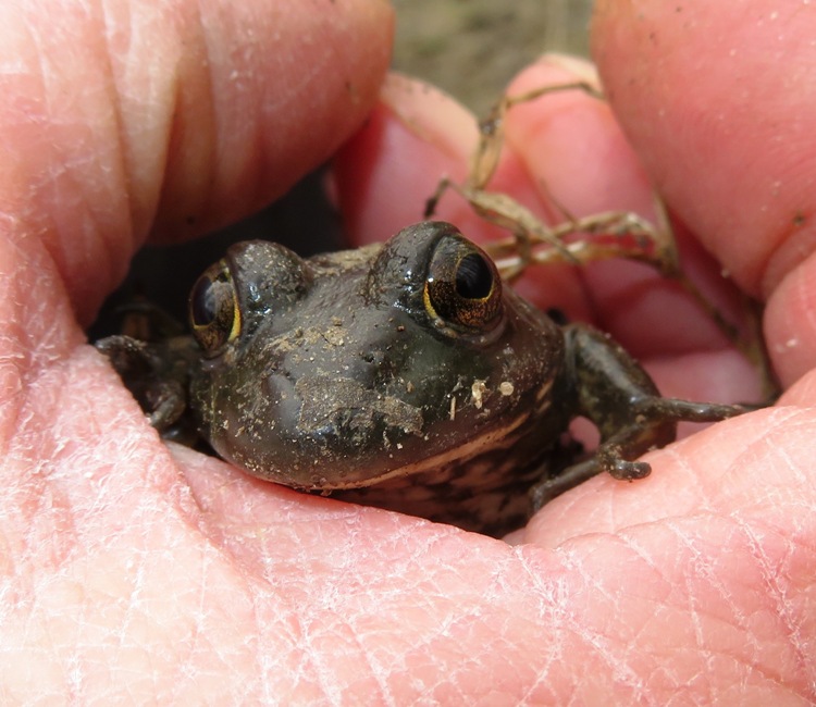 Face of American bullfrog in my hand
