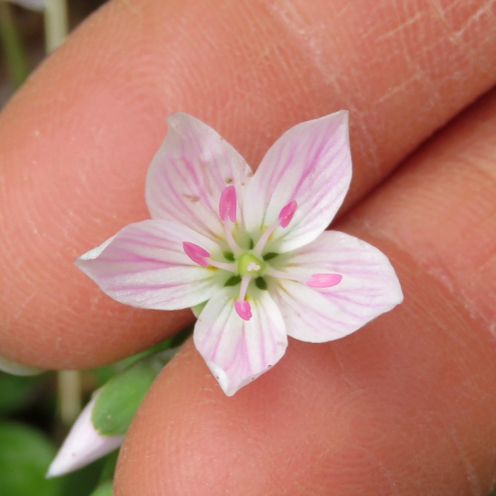 Spring beauty
