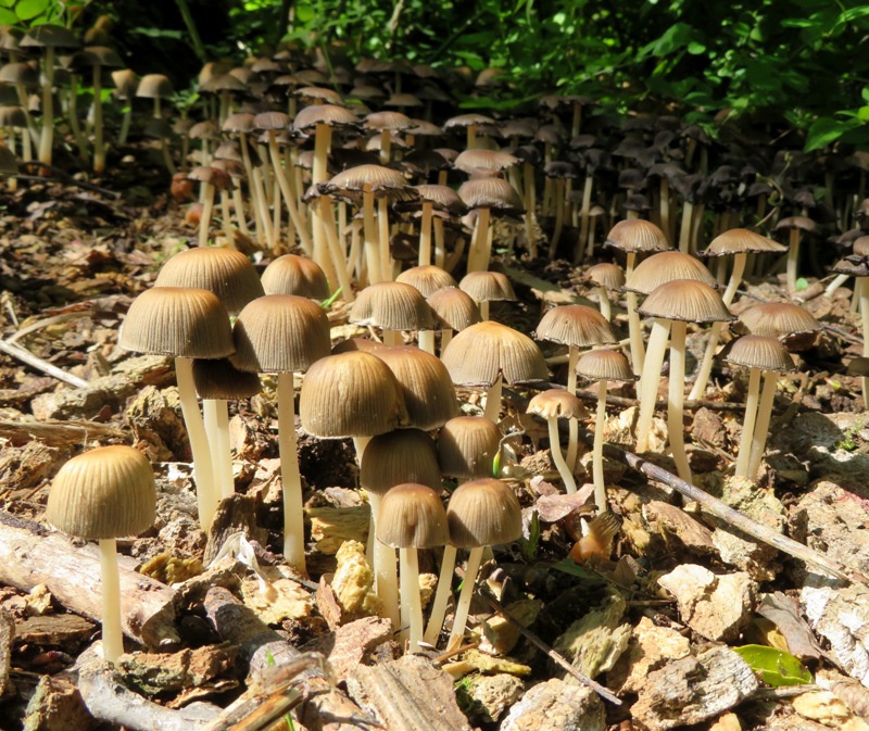 Coprinellus mushrooms