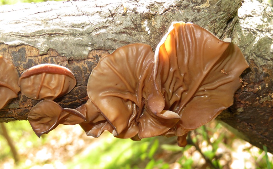 Wood ear mushrooms