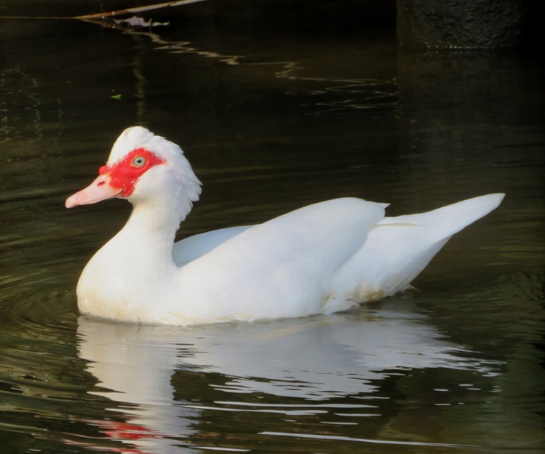 White muscovy duck with red markings on face