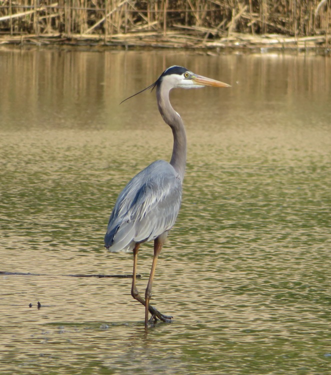Great blue heron