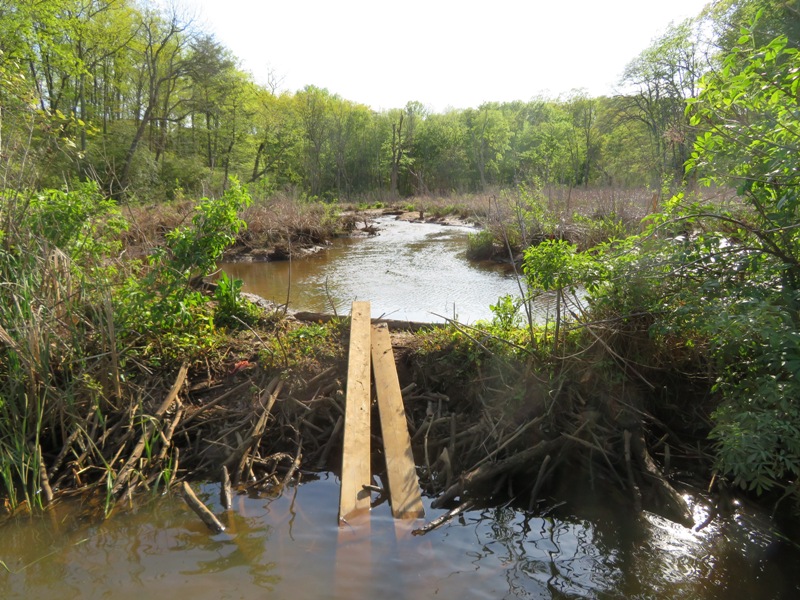 Beaver dam with two boards place on it like a ramp
