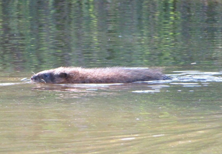 Side view of muskrat